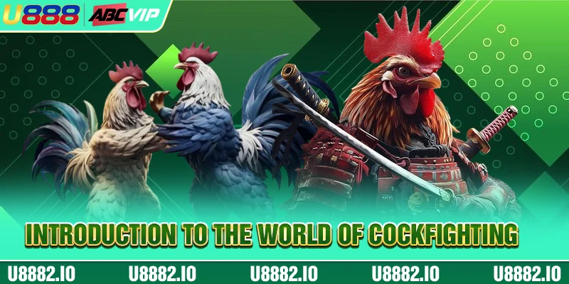 Introduction to the world of cockfighting