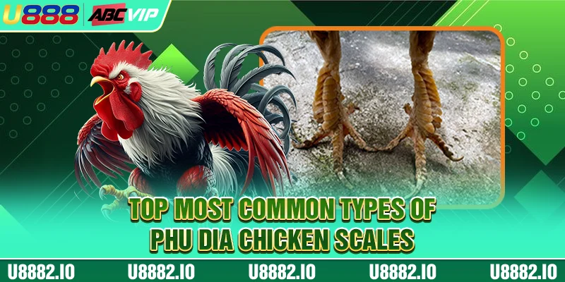 Top most common types of Phu Dia chicken scales
