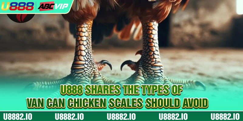 U888 shares the types of Van Can Chicken Scales should avoid